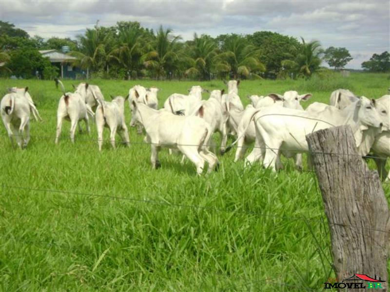 FAZENDA EM CANARANA - MT  (OLHO DE BOI) — foto 2