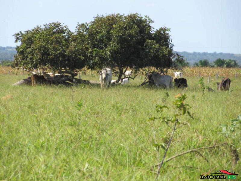 Foto principal: FAZENDA EM ÁGUA BOA -MT (ABERTA EM PASTAGEM QUE PODE VIRAR AGRICULTURA