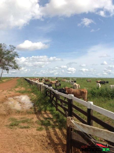 Foto principal: FAZENDA CULTIVANDO SOJA, MILHO E PECUÁRIA