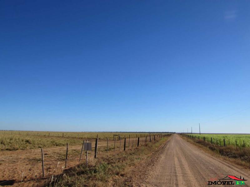 FAZENDA COM CRIAÇÃO BOVINA E AGRICULTURA ROTACIONADO — foto 3