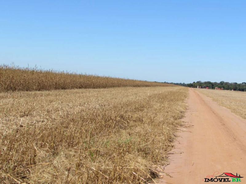 FAZENDA PRODUZINDO SOJA E MILHO — foto 2