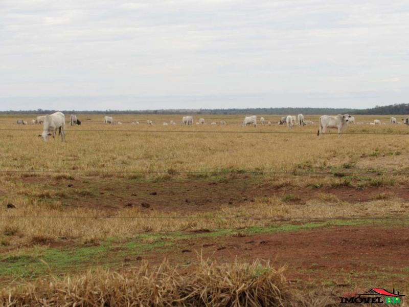 Foto principal: FAZENDA PRODUZINDO SOJA E MILHO E PECUÁRIA EM PASTAGEM ROTACIONADO