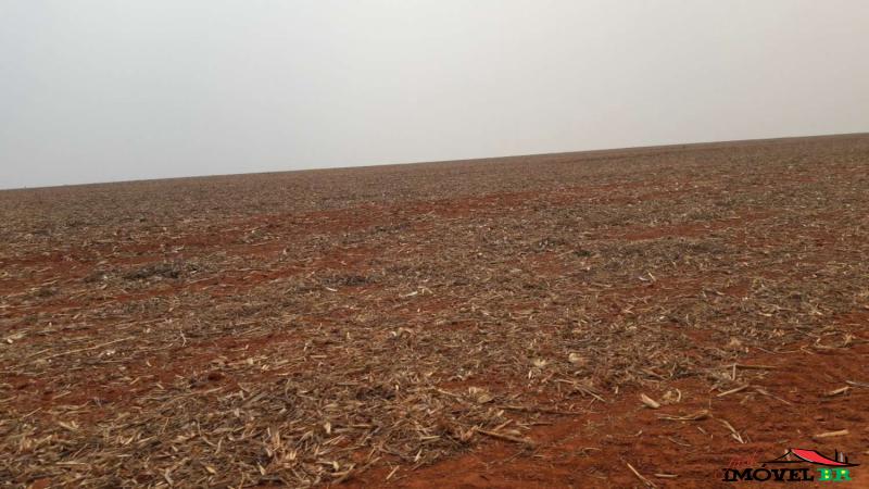 FAZENDA PRODUZINDO SOJA E MILHO. — foto 2
