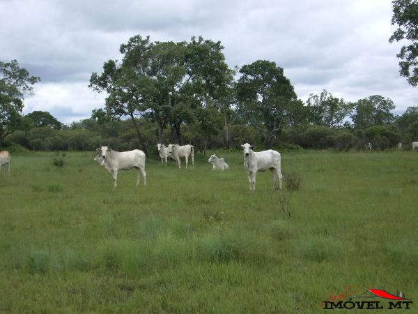 Foto principal: Fazenda em Juina